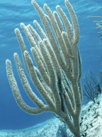 Tinted SPF 30 Sunscreen - Hormone-Safe Mineral Face Sunscreen with Natural Coverage